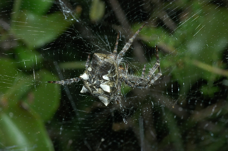 La Cyrtophora citricola: il ragno ingegnere